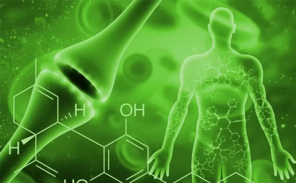 sistema endocannabinoide