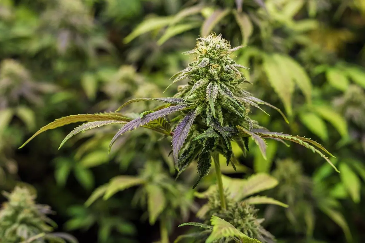Planta de mari marihuana Cannabis