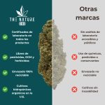 Comparativa flor Super Lemon Haze